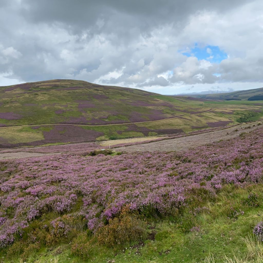 Lammermuir Hills